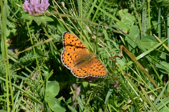 Argynnis  adippe o niobe ?